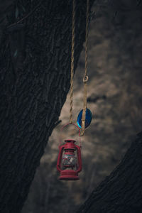 Low angle view of swing hanging on tree