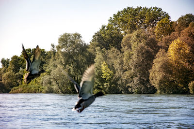 Full length of man flying over trees against clear sky