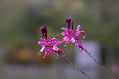 Close-up of pink flowering plant