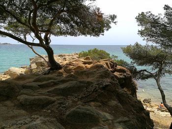 Tree by sea against clear sky