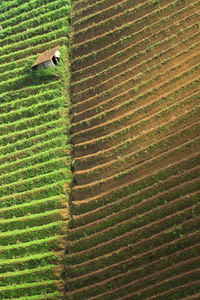 High angle view of snake on field