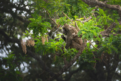 Low angle view of squirrel on tree in forest