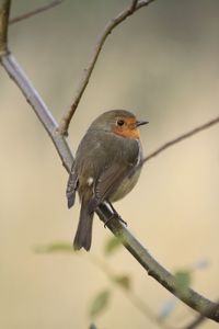 Close-up of bird perching on branch