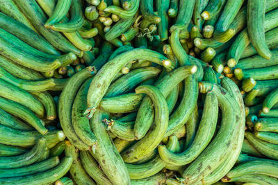 Fresh organic sponge gourd from farm close up from different angle