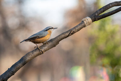 Close-up of bird perching on tree