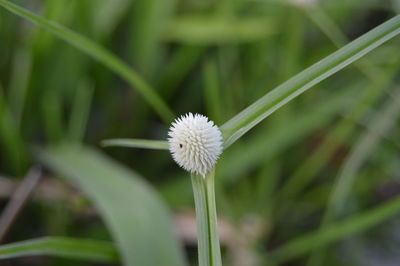 Close-up of white dandelion flower