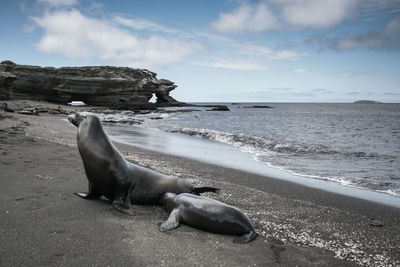 View of an animal in water