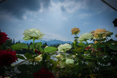 Low angle view of flowers against sky