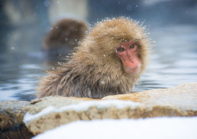 Close-up of monkey on rock in lake during winter
