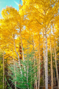 Low angle view of trees in forest during autumn