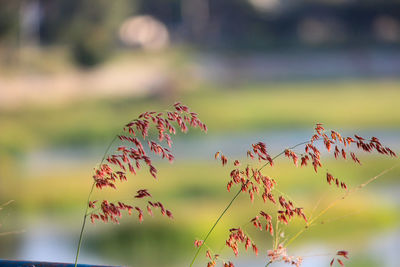 Close-up of plants against blurred background