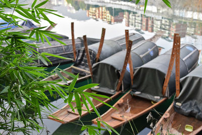 Close-up of potted plants