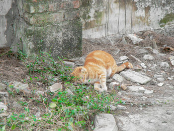 View of animals on field