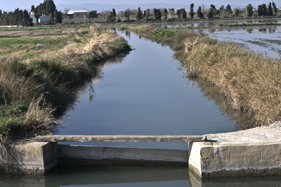 Scenic view of river by trees