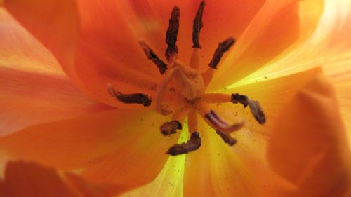 Close-up of yellow flower