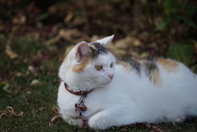 Close-up of a cat looking away