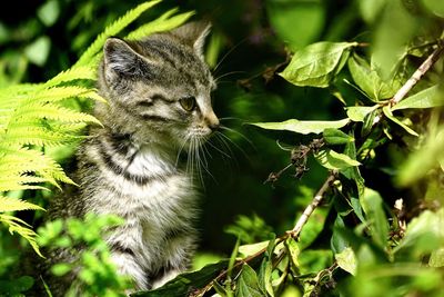 Close-up of a cat looking away