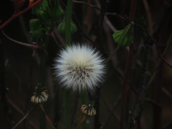 Close-up of dandelion on plant