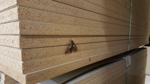 Close-up of insect on wall