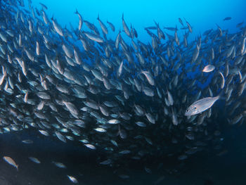 Fish swimming in sea