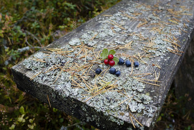 High angle view of insect on tree stump