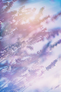 Low angle view of plant against sky