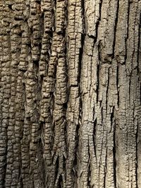 Full frame shot of tree trunk