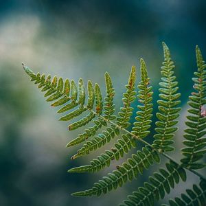 Fern leaf in the nature in autumn season