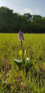 View of flowering plants on field