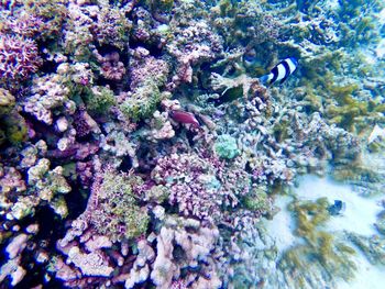 View of fishes swimming in sea