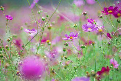 Autumn in japan. cosmos in full bloom.