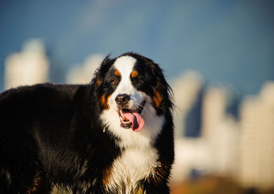 Close-up portrait of a dog