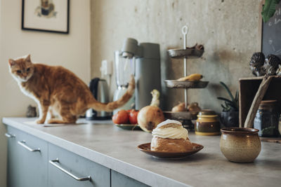 Cat on top of cupboard looking at bun with whipped cream