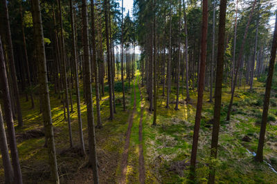 Trees growing in forest