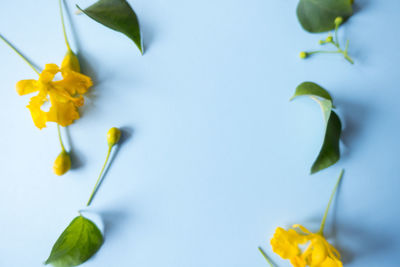 Close-up of yellow flowers