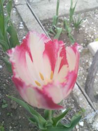 Close-up of pink flower