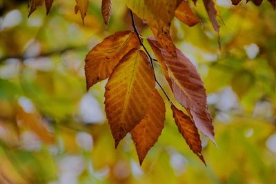 Low angle view of maple leaves on branch