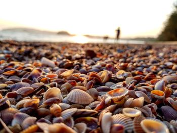 Close-up of shells on beach