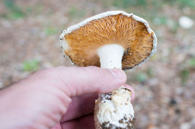 Close-up of hand holding mushroom