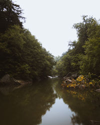 River amidst trees in forest against clear sky