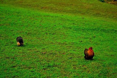 Bird on field