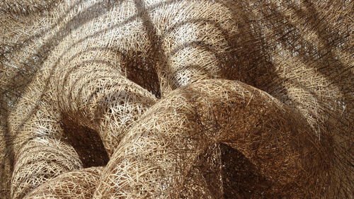 Full frame shot of plants on land