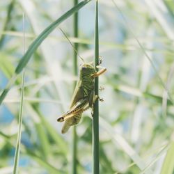 Close-up of insect on plant