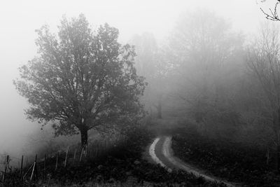 Trees by road against sky during foggy weather