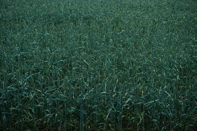 Full frame shot of plants on field