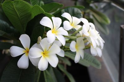 Close-up of white flowering plant