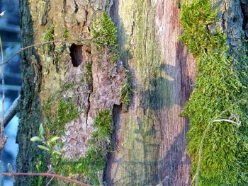 Close-up of tree trunk