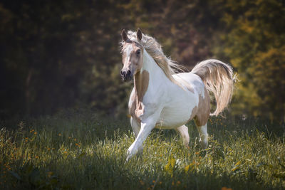 White horse standing on field