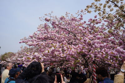 Pink cherry blossom tree against sky