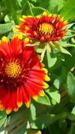 Close-up of red flower blooming outdoors